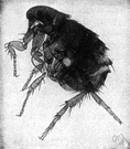 Dog flea - flea that attacks dogs and cats