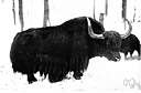 Asian wild ox - genus of Asiatic wild oxen