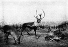woodland caribou - any of several large caribou living in coniferous forests of southern Canada