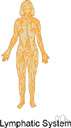 lymphatic system - the interconnected system of spaces and vessels between body tissues and organs by which lymph circulates throughout the body