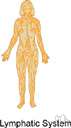 systema lymphaticum