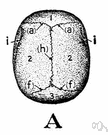 sutura frontalis - the suture between two halves of the frontal bone (usually obliterated by the age of 6)