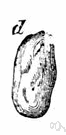 cacao bean - seed of the cacao tree