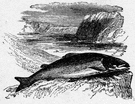 rock salmon - any of several coarse fishes (such as dogfish or wolffish) when used as food