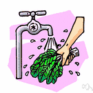 Brassica rapa chinensis - Asiatic plant grown for its cluster of edible white stalks with dark green leaves