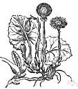 genus Tussilago