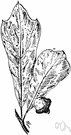 water oak - relatively tall deciduous water oak of southeastern United States often cultivated as a shade tree