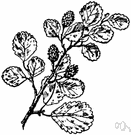 American dwarf birch - small shrub of colder parts of North America and Greenland