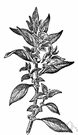 Parietaria difussa - herb that grows in crevices having long narrow leaves and small pink apetalous flowers