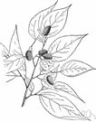 Morus - type genus of the Moraceae: mulberries