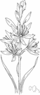 wild hyacinth - eastern camas