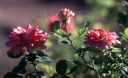 bristly locust - large shrub or small tree of the eastern United States having bristly stems and large clusters of pink flowers