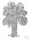 Sabal palmetto - low-growing fan-leaved palm of coastal southern United States having edible leaf buds