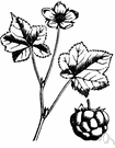 dwarf mulberry - creeping raspberry of north temperate regions with yellow or orange berries