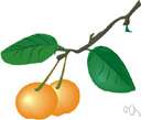 Fortunella japonica - shrub bearing round-fruited kumquats