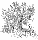 cliff-brake - any of several small lithophytic ferns of tropical and warm temperate regions