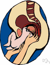 vaginal birth - the parturition process in human beings