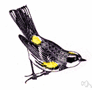 myrtle warbler - similar to Audubon's warbler