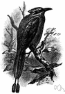 Momotus - type genus of the Momotidae