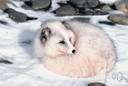 Alopex lagopus - thickly-furred fox of Arctic regions