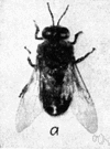 genus Apis - type genus of the Apidae: honeybees