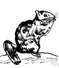 chinchilla rat - ratlike rodent with soft fur and large ears of the Andes