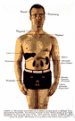 endocrine - the secretion of an endocrine gland that is transmitted by the blood to the tissue on which it has a specific effect