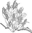 konini - erect deciduous shrub or tree to 10 feet with maroon flowers