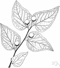 nettle tree - any of various trees of the genus Celtis having inconspicuous flowers and small berrylike fruits