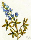 buffalo clover - low-growing annual herb of southwestern United States (Texas) having silky foliage and blue flowers
