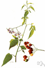 climbing nightshade - poisonous perennial Old World vine having violet flowers and oval coral-red berries