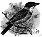 Pachycephala - arboreal insectivorous birds