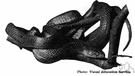Coluber constrictor - blackish racer of the eastern United States that grows to six feet