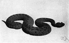 Cerastes cornutus - highly venomous viper of northern Africa and southwestern Asia having a horny spine above each eye