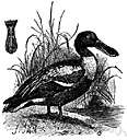 shoveller - freshwater duck of the northern hemisphere having a broad flat bill