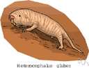 Heterocephalus - sand rats
