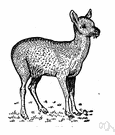 Moschus moschiferus - small heavy-limbed upland deer of central Asia