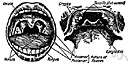 articulator - a movable speech organ