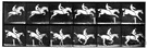 Edward James Muggeridge - United States motion-picture pioneer remembered for his pictures of running horses taken with a series of still cameras (born in England) (1830-1904)
