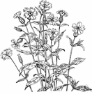 Lychnis alba - bluish-green herb having sticky stems and clusters of large evening-opening white flowers with much-inflated calyx