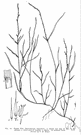 nimble Will - slender branching American grass of some value for grazing in central United States