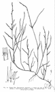 nimblewill - slender branching American grass of some value for grazing in central United States