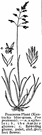 genus Poa - chiefly perennial grasses of cool temperate regions
