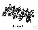 Amur privet - eastern Asian shrub cultivated especially for its persistent foliage
