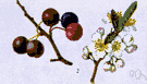 Prunus maritima - seacoast shrub of northeastern North America having showy white blossoms and edible purple fruit