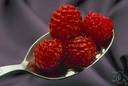 Rubus idaeus strigosus - red raspberry of North America