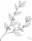 Erythroxylum - a large genus of South American shrubs and small trees of the family Erythroxylaceae