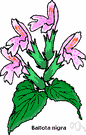 black horehound - ill-smelling European herb with rugose leaves and whorls of dark purple flowers