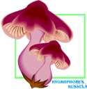 Hygrophorus russula - an edible fungus with a reddish cap and close pale gills and dry stalk