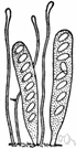 ascospore - sexually produced fungal spore formed within an ascus